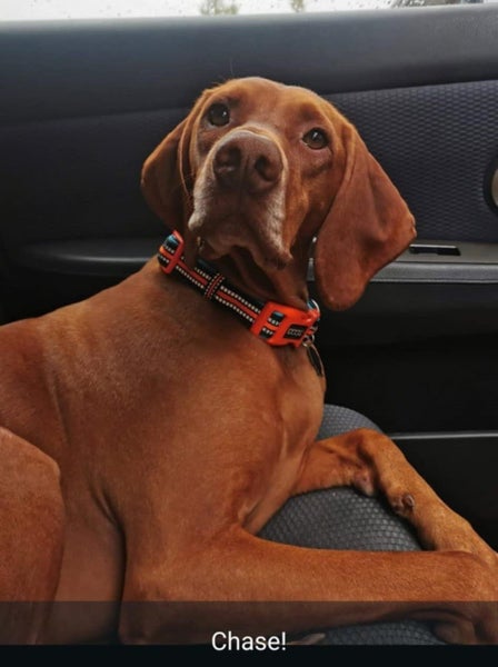 Hungarian Vizsla for adoption Carousel 1