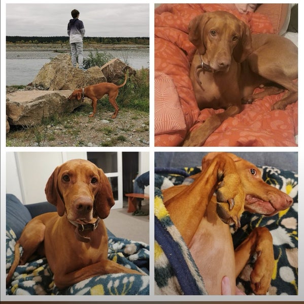 Hungarian Vizsla for adoption Carousel 2