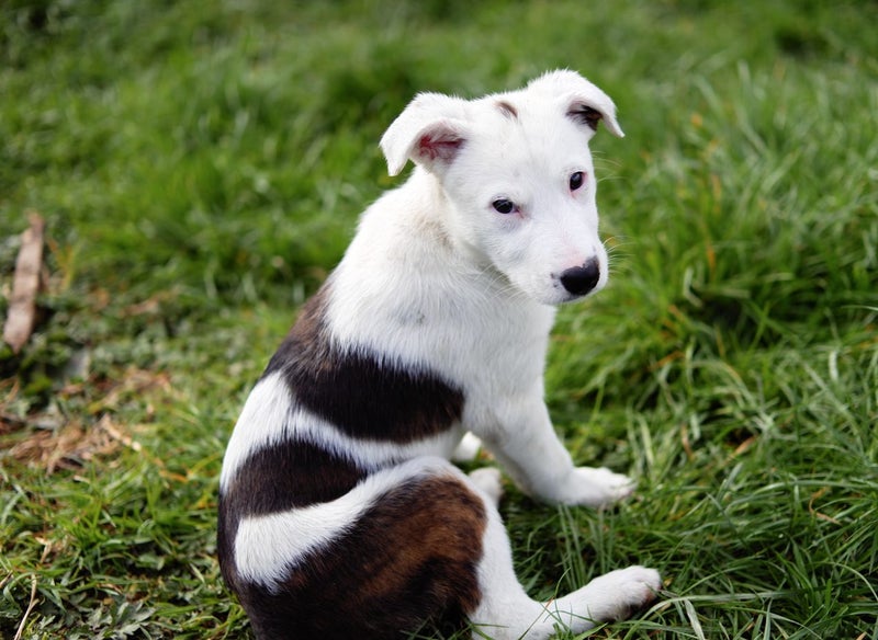 Abby – 6 weeks Smithfield puppy rescue, 100% pet score in Volhard Aptitude Test Carousel 2