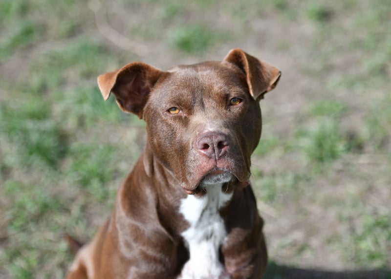 Sophie - loves people, 2 years old gentle and beautiful rescue momma Carousel 1