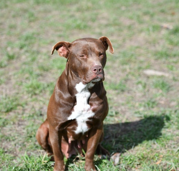 Sophie - loves people, 2 years old gentle and beautiful rescue momma Carousel 18