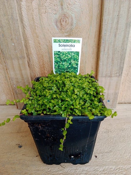 SOLEIROLIA SOLEIROLII Carousel 1