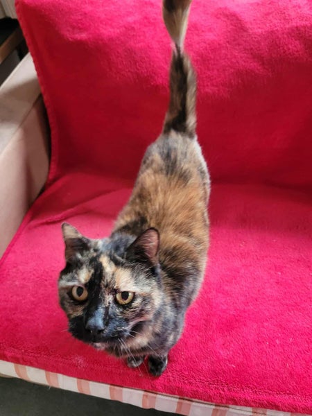Meet Coco! Carousel 2
