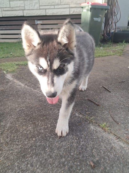 Husky pups63786884944001112