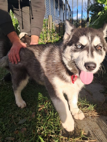 Husky pups63786884944001113