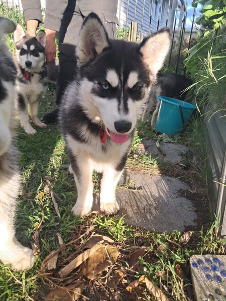 Husky pups63786884944001111