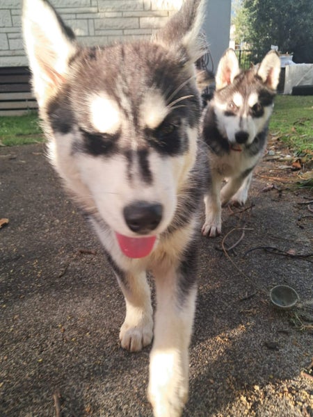 Husky pups63786884944001114