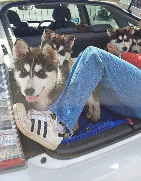Husky pups63786884944001110