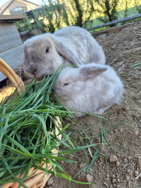 Mini lop rabbits Carousel 2