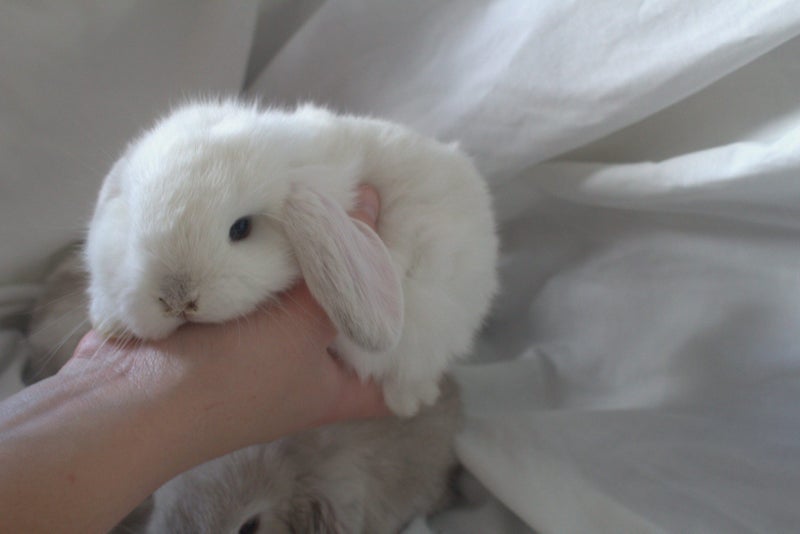 Purebred Minilop Bunnies Carousel 1