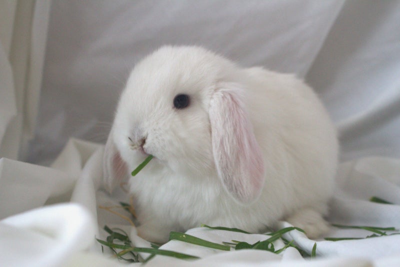 Purebred Minilop Bunnies Carousel 2