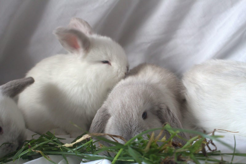 Purebred Minilop Bunnies Carousel 13