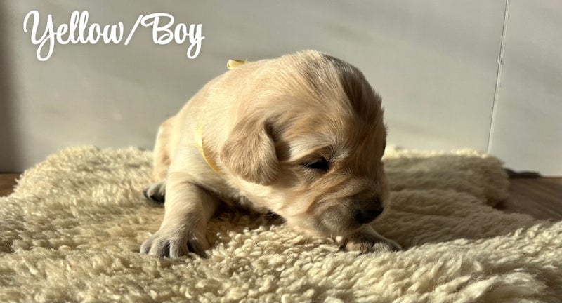 Purebred Golden Retriever Puppies63842980095107112