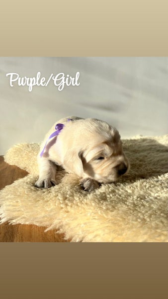Purebred Golden Retriever Puppies63842980095107114