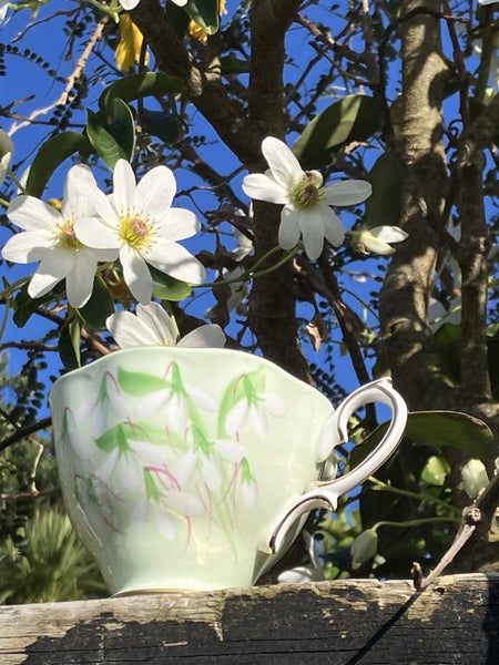 Stunning Royal Albert Laurentian Snowdrop trio 1940s63794289320066113