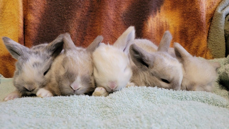 5 beautiful mini lop babies Carousel 17