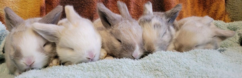 5 beautiful mini lop babies Carousel 1