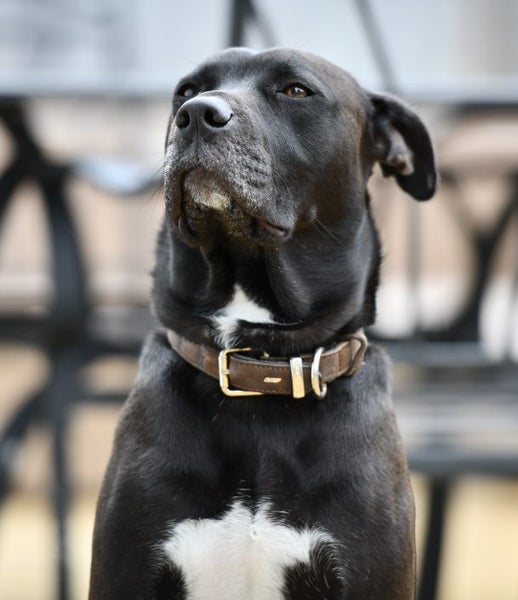 Luna - 2 years old beautiful and well taken care of Labrador, loves all people! Carousel 5