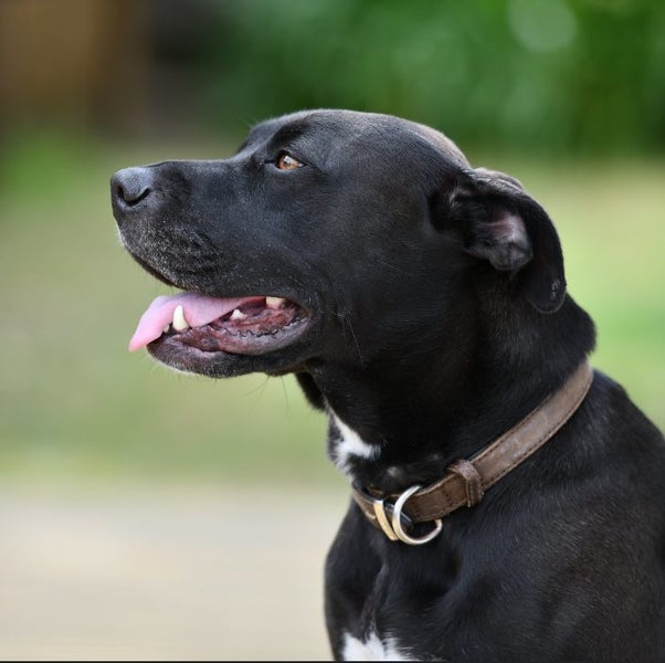 Luna - 2 years old beautiful and well taken care of Labrador, loves all people! Carousel 2