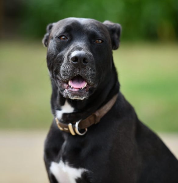 Luna - 2 years old beautiful and well taken care of Labrador, loves all people! Carousel 1