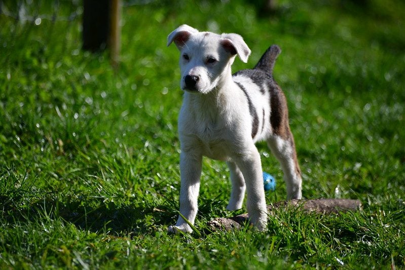 Abby – 6 weeks Smithfield puppy rescue, 100% pet score in Volhard Aptitude Test Carousel 19