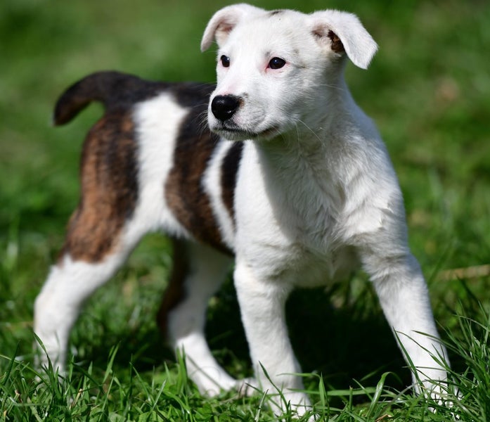 Abby – 6 weeks Smithfield puppy rescue, 100% pet score in Volhard Aptitude Test Carousel 1