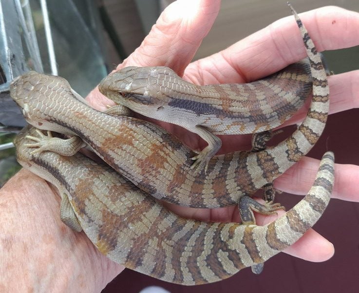 Blue Tongue Skinks Carousel 1