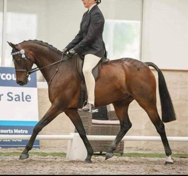 Awesome second pony Carousel 2