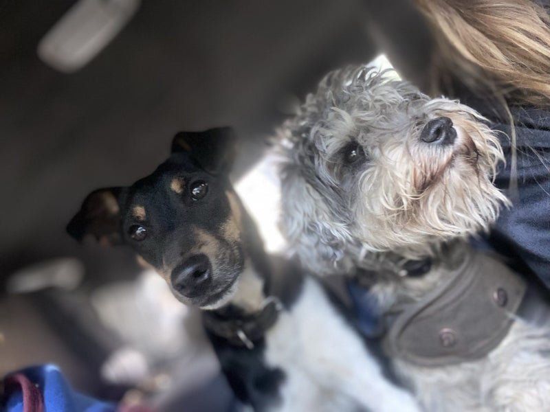 Miniature Schnauzer X Foxy pups Carousel 6