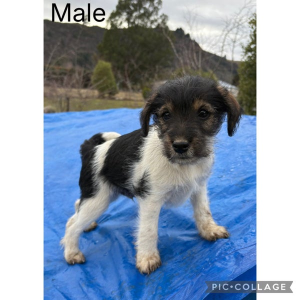 Miniature Schnauzer X Foxy pups Carousel 1