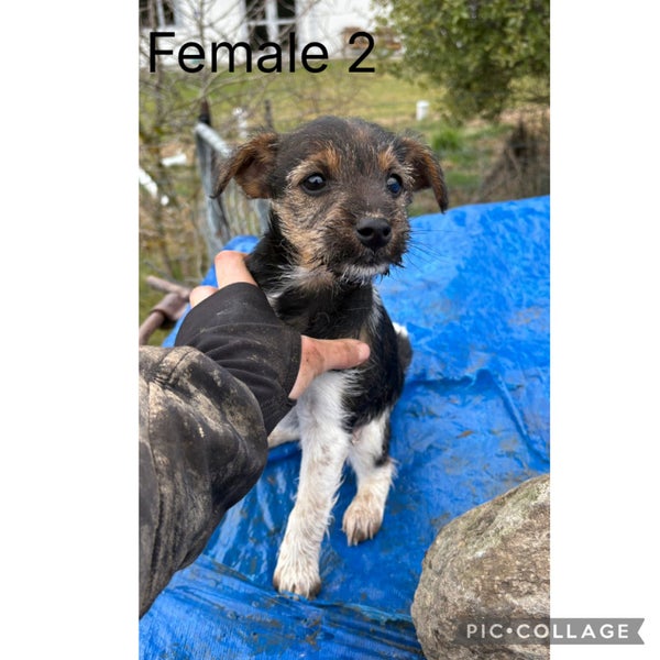 Miniature Schnauzer X Foxy pups Carousel 2