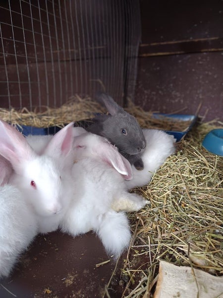 Flemish Giant kits Carousel 1