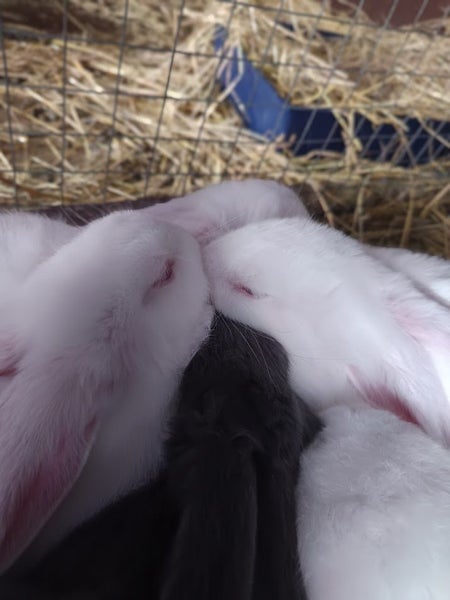 Flemish Giant kits Carousel 2