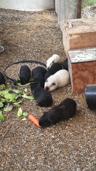 guinea pigs for sale Carousel 1