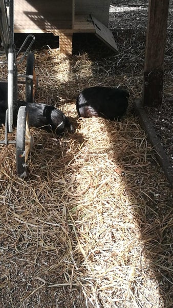 guinea pigs for sale Carousel 2