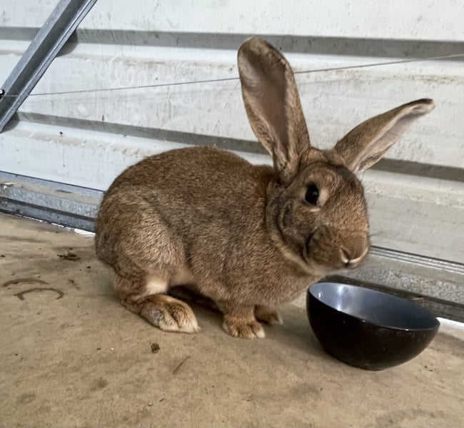 Flemish giant rabbit Carousel 1
