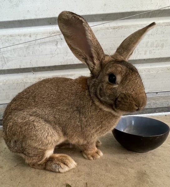 Flemish giant rabbit Carousel 2
