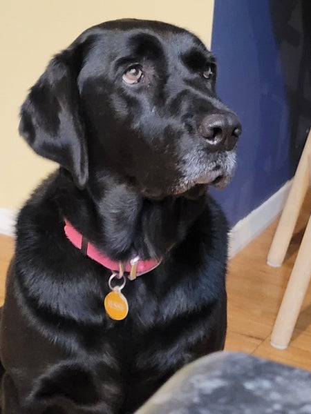 Jessie Black Labrador X Carousel 5