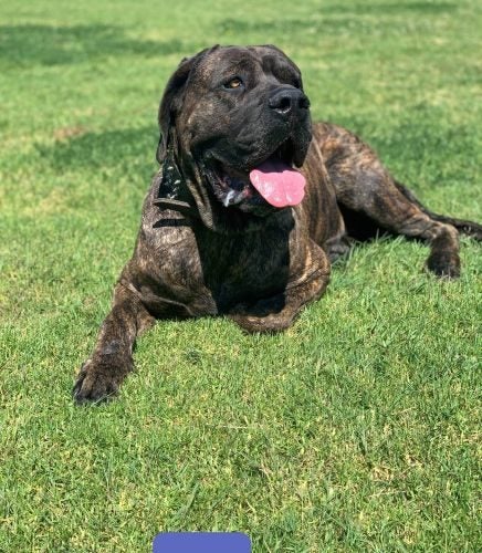 Cane Corso/ Neapolitan Mastiff puppies Carousel 2