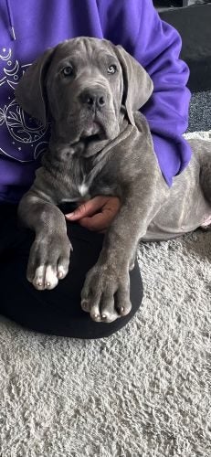 Cane Corso/ Neapolitan Mastiff puppies Carousel 1
