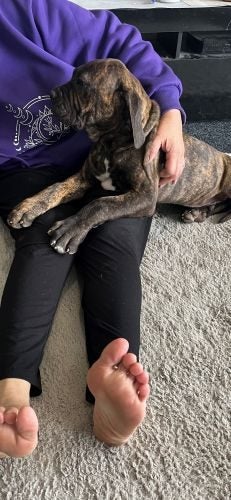 Cane Corso/ Neapolitan Mastiff puppies Carousel 7