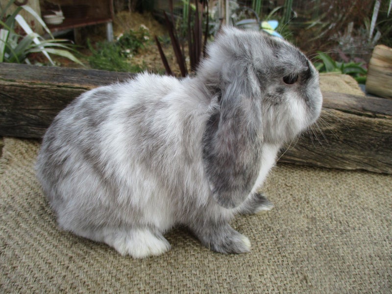 Mini Lop Rabbits Carousel 1