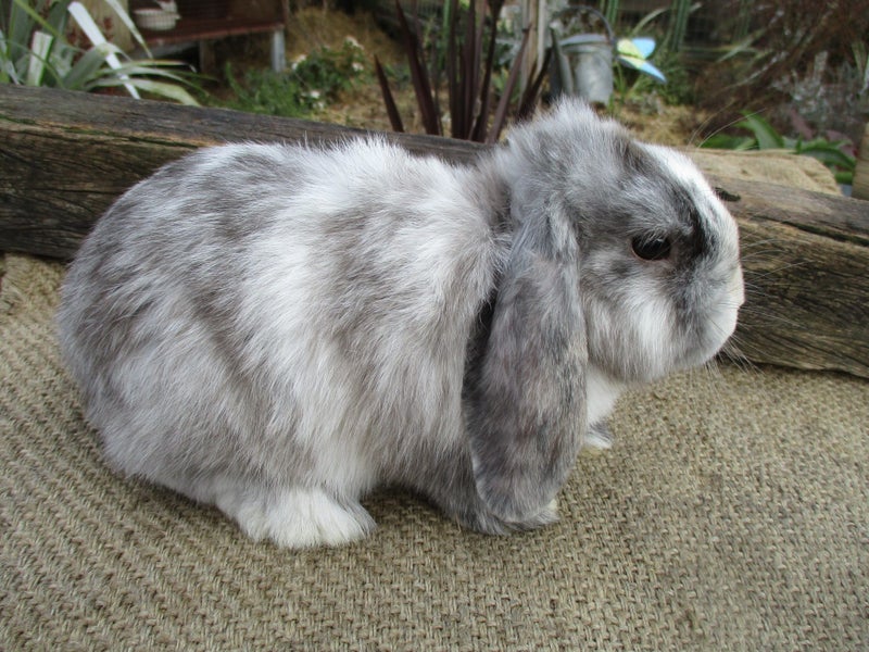 Mini Lop Rabbits Carousel 2