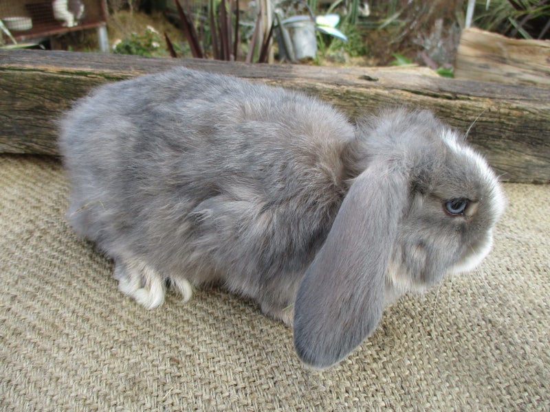 Mini Lop Rabbits Carousel 12