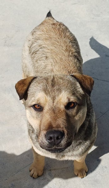 Narla - Labrador cross Shar Pei Carousel 1