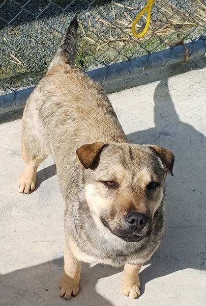 Narla - Labrador cross Shar Pei Carousel 2