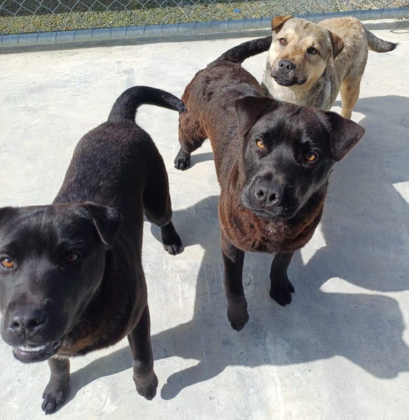 Narla - Labrador cross Shar Pei Carousel 5