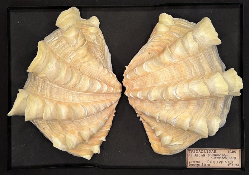 Tridacna squamosa, very nice Fluted Clam 160mm, shippable (T102) Carousel 1