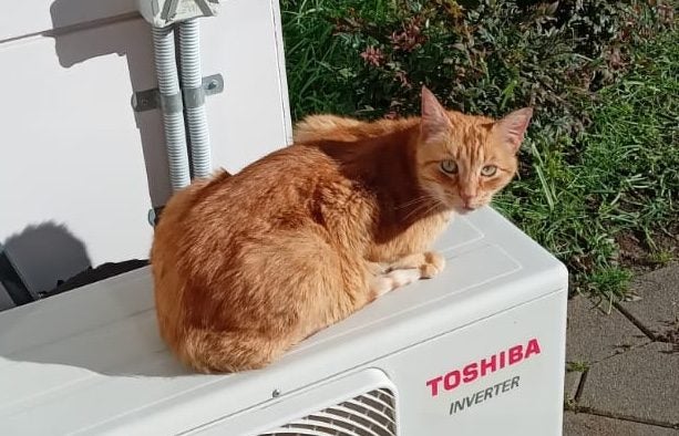 Gorgeous ginger kitty looking for home Carousel 1