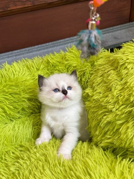 Purebred Ragdoll cat kittens Carousel 1